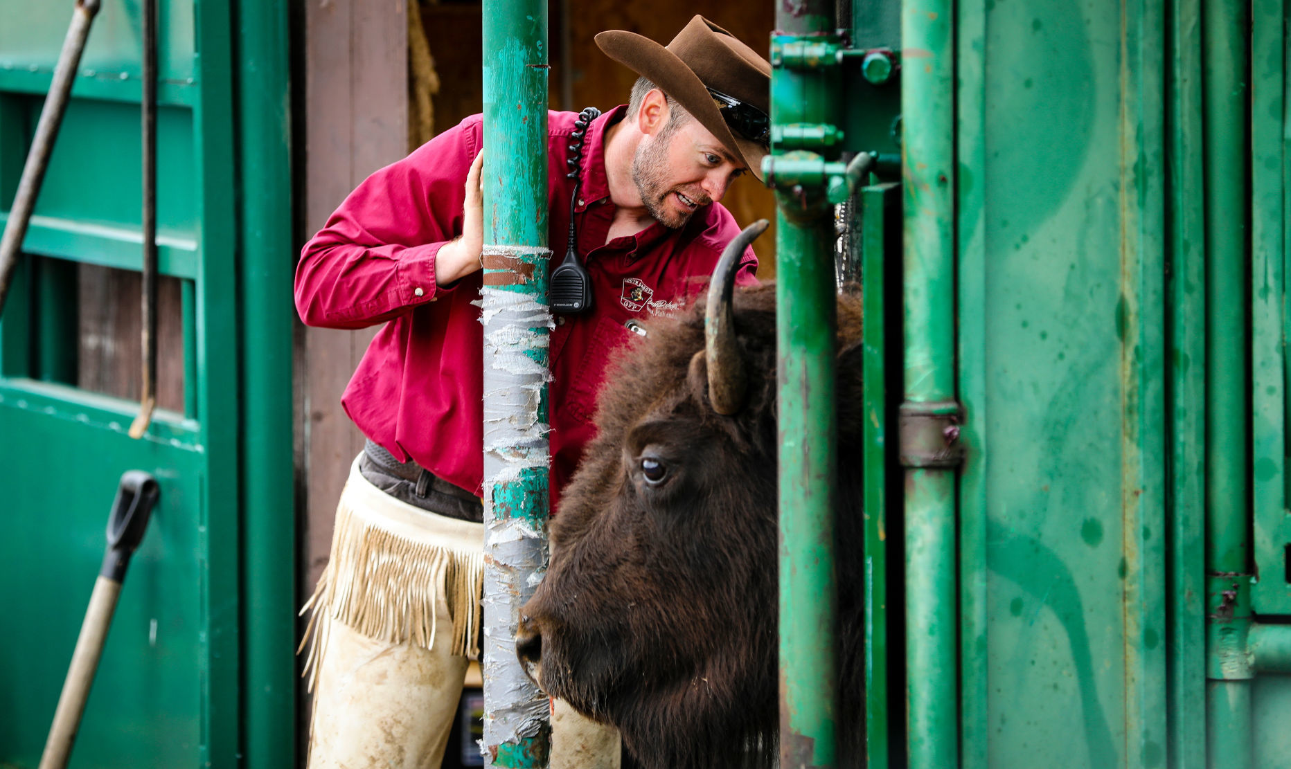 54th Annual Buffalo Roundup at Custer State Park